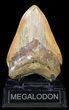 Rare Moroccan Megalodon Tooth - #44141-2